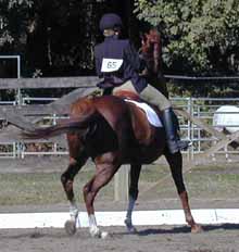 What a fancy dressage horse!