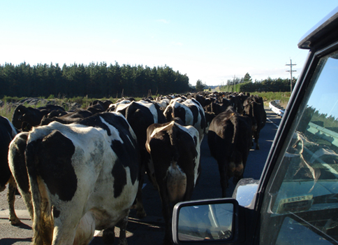 NZ traffic jam